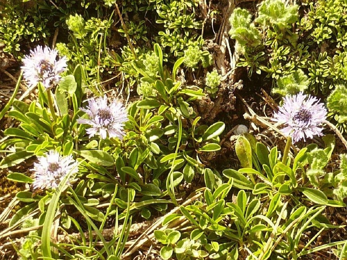 Globularia cordifolia (Plantaginaceae)